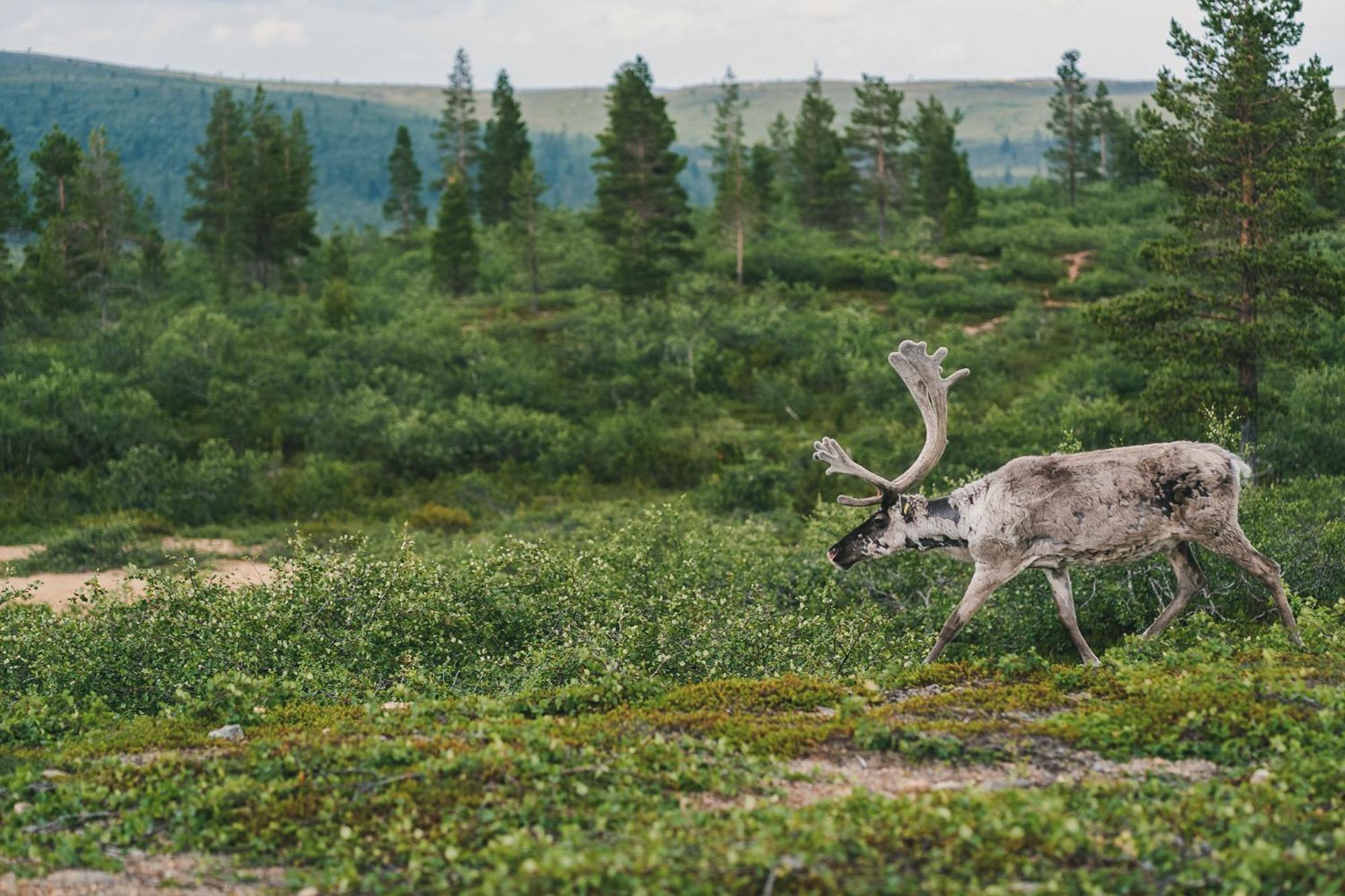 Fell Centre Kiilopaeae, Hotelli Niilanpaeae Saariselka Exteriér fotografie